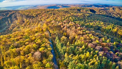 Aerail View of Zdanice Forest in Zarosice, Czechia During Autumn