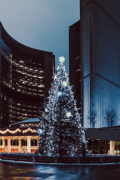 Christmas Tree on the Street