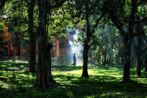 Бесплатное стоковое фото с деревья, мужчина, окружающая среда