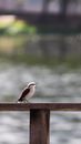 A Masked Water Tyrant on a Wooden Railing