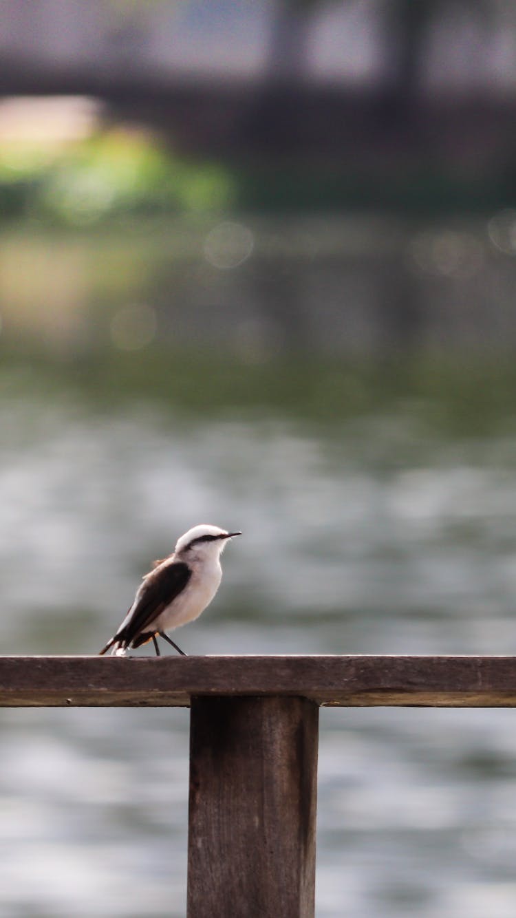 

A Masked Water Tyrant On A Wooden Railing