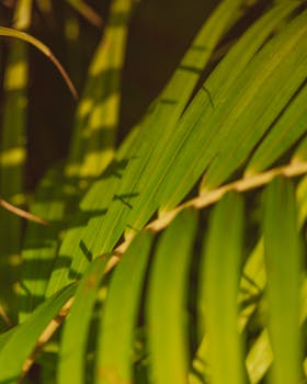 Close-up of sunlit green palm leaves casting intricate shadows.