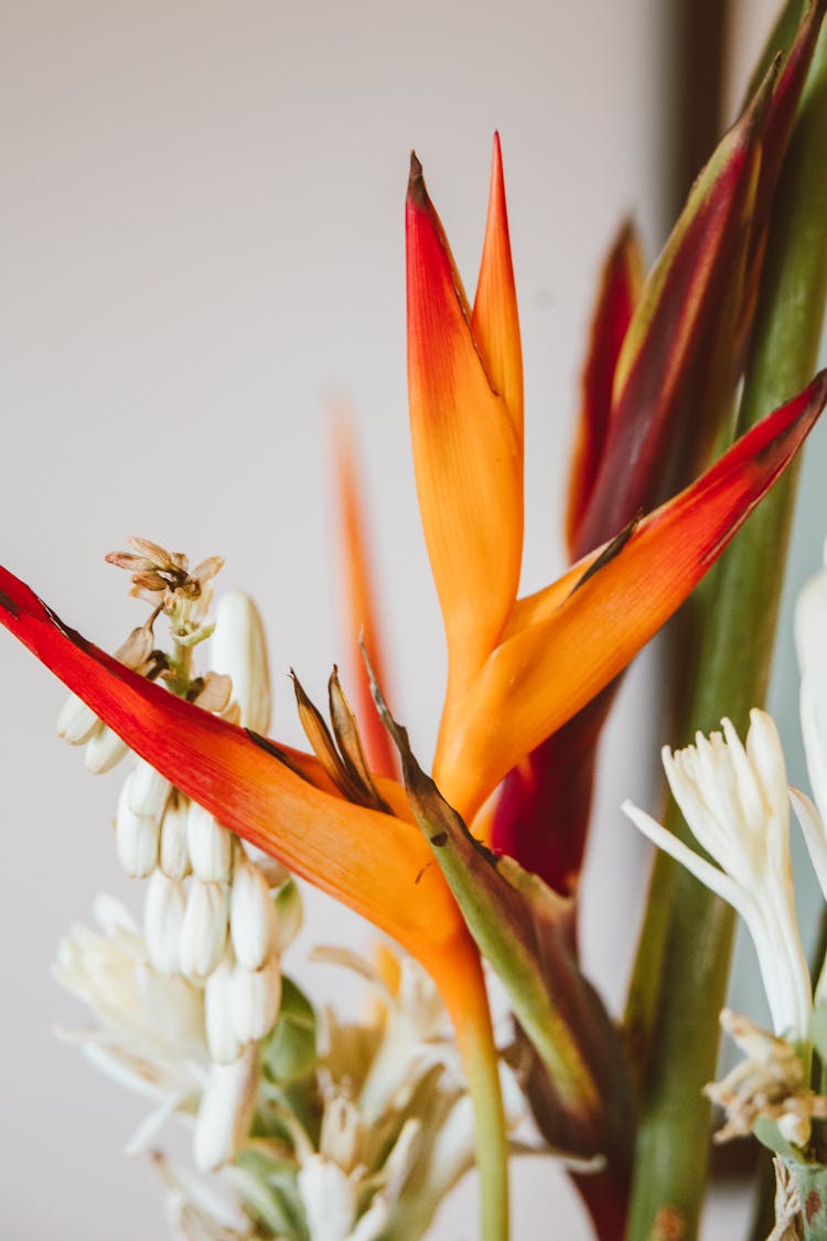 
A Close-Up Shot Of A Heliconia Psittacorum Plant