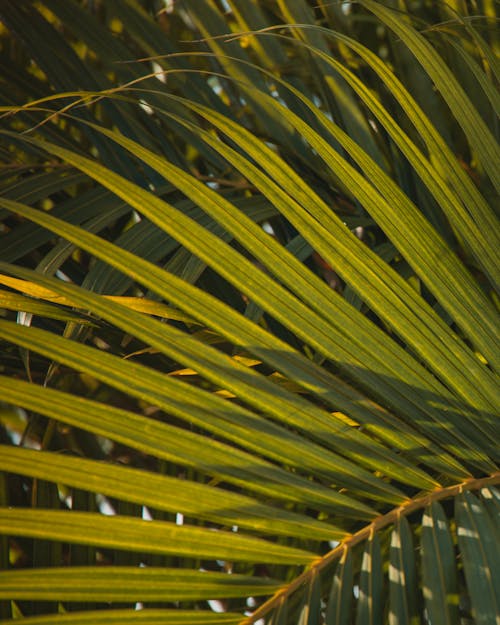 免费 垂直拍摄, 工厂, 棕櫚樹葉 的 免费素材图片 素材图片