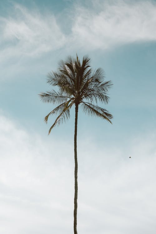 Photograph of a Tall Palm Tree