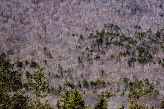 Record Drought Leaves New Brunswick's Balsam Firs Struggling to Survive