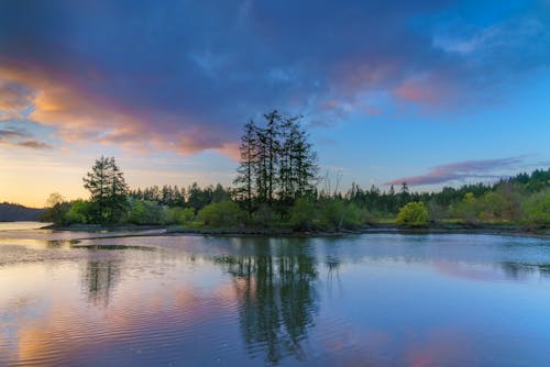 View of Forest on Lake Shore at Sunset