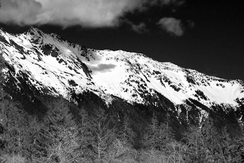 A Grayscale Photo of a Snow Covered Mountain Near the Trees in the Forest