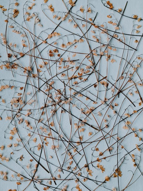 無料 木の枝に茶色の乾燥した葉 写真素材