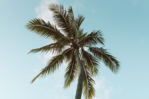 Free A tall palm tree reaching toward a clear blue sky, captured from below. Stock Photo