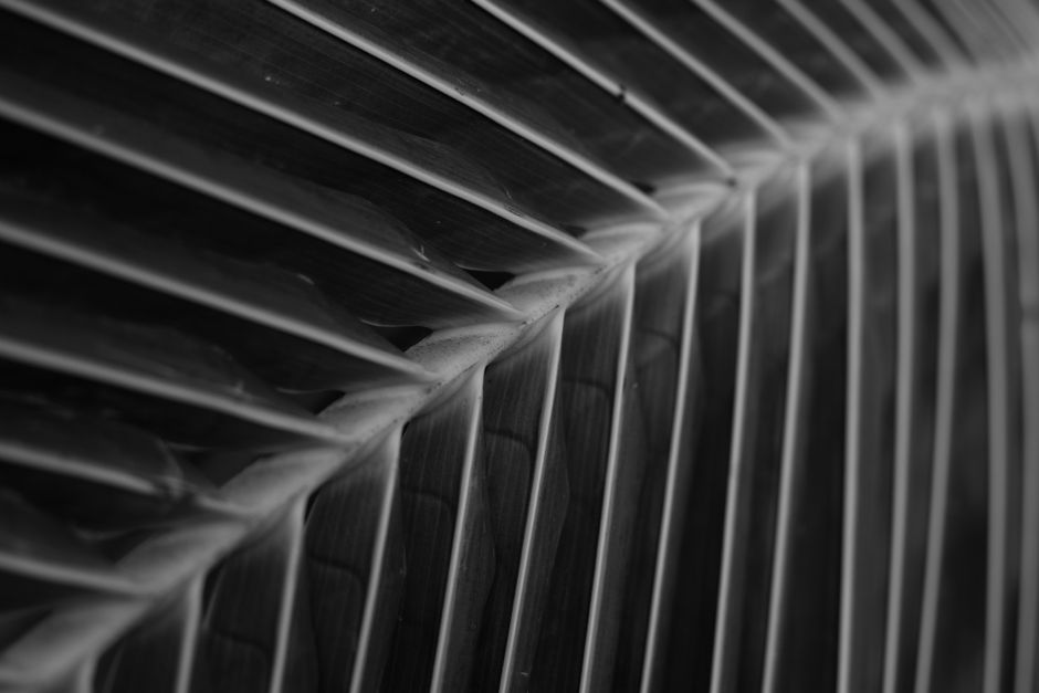 Monochrome abstract close-up of a palm leaf showcasing intricate textures and patterns.