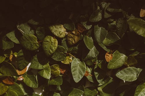 나뭇잎, 담쟁이덩굴, 성장의 무료 스톡 사진
