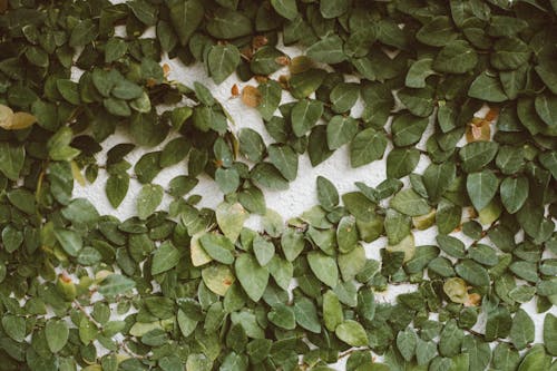 Безкоштовне стокове фото на тему «зелений, зростання, листя»