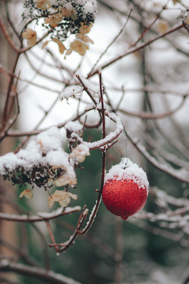 Christmas Ornament On A Tree 