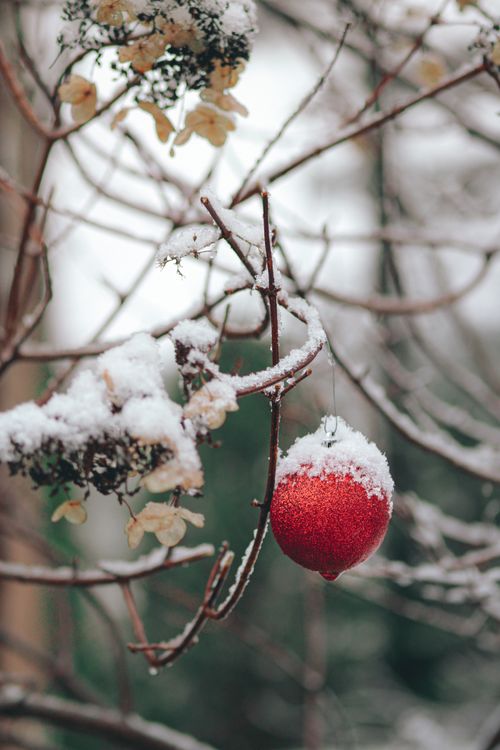 Free A vibrant red ornament hangs adorned with snow on a winter tree branch, capturing holiday spirit. Stock Photo