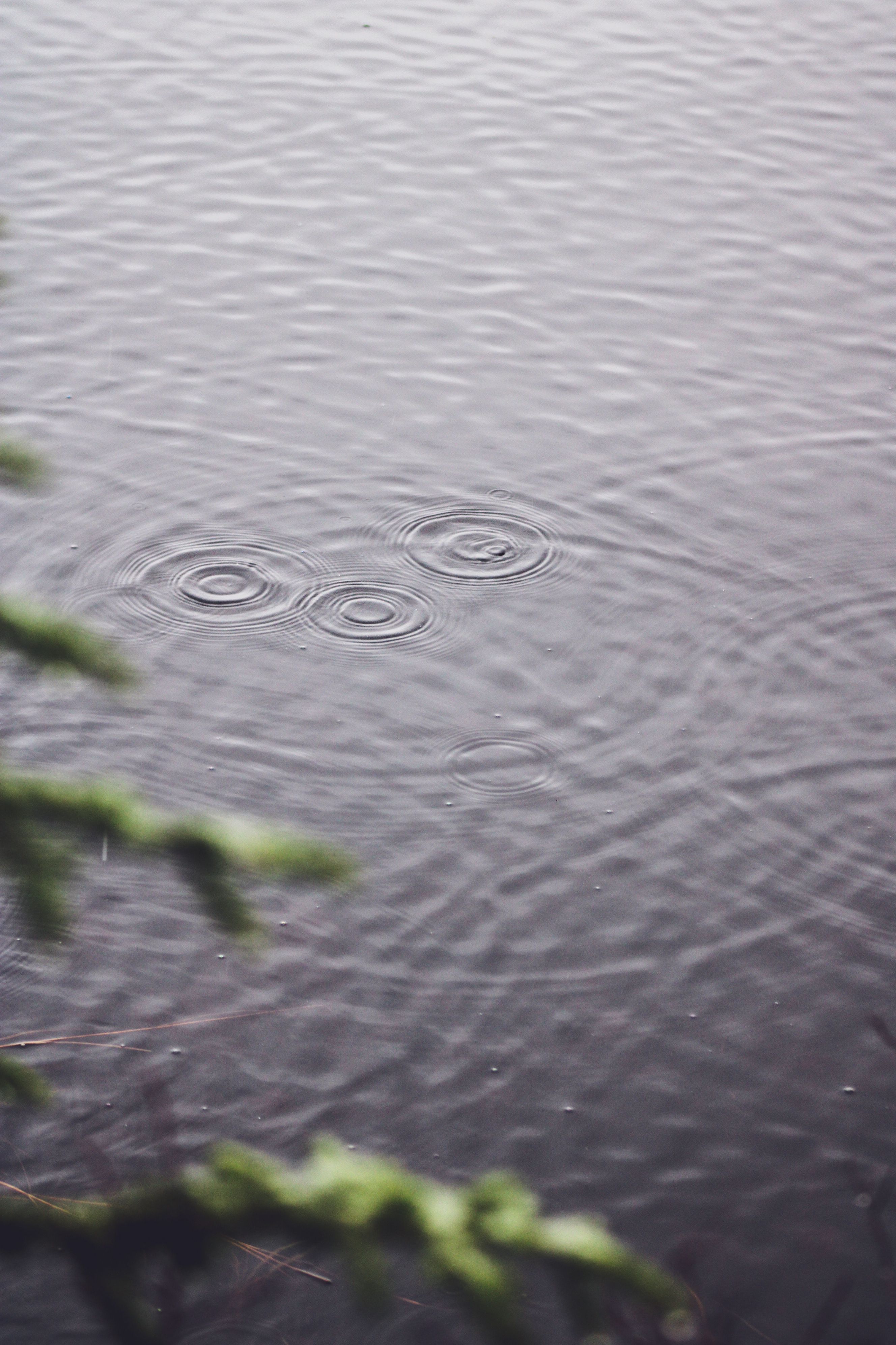 Ripples on a Lake · Free Stock Photo