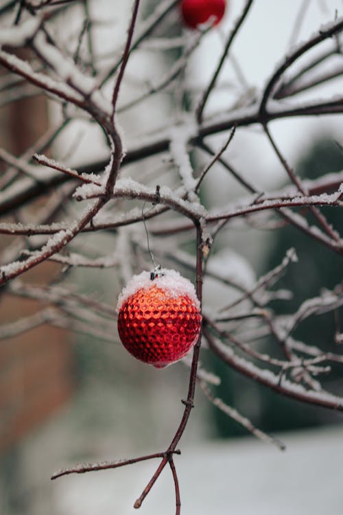 垂直拍摄, 樹枝, 耶誔球飾品 的 免费素材图片