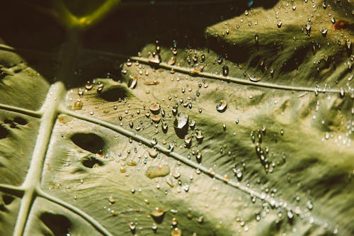 Gratis stockfoto met blad, extreem close-up shot, macro