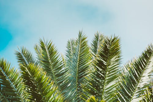 doğa, Palmiye yaprakları, tropik içeren Ücretsiz stok fotoğraf