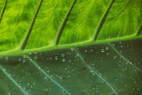 Gratis stockfoto met blad, extreem close-up shot, macro