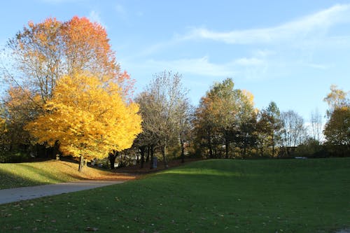 A Park Surrounded with Autumn Trees
