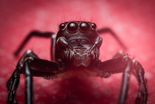 A Close-Up Shot of a Spider