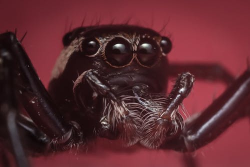 A Close-Up Shot of a Black Spider