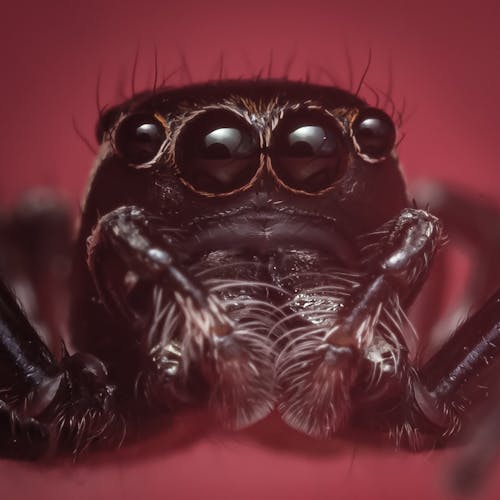 A Close-Up Shot of a Black Spider