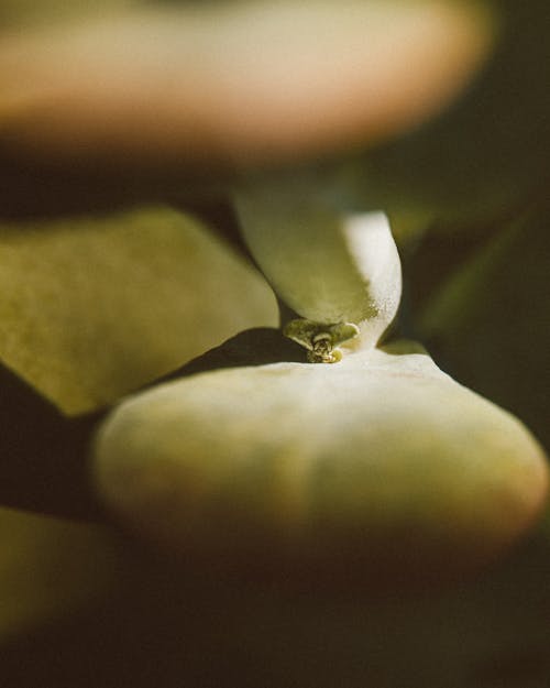 Close up of a Succulent Plant 