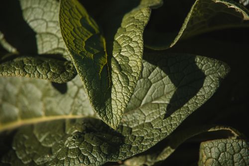 Free Close-up image showcasing the intricate texture of green leaves, highlighting nature's detailed design. Stock Photo