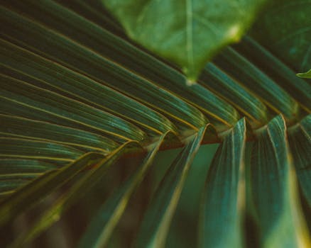 Extreme close-up of a vibrant green palm leaf showcasing natural texture and patterns.