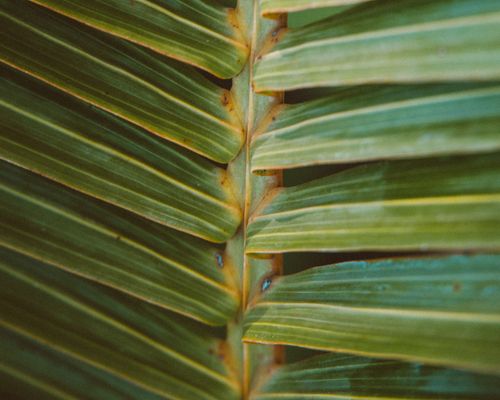Free Detailed view of lush palm leaf patterns showcasing vibrant green hues and natural textures. Stock Photo