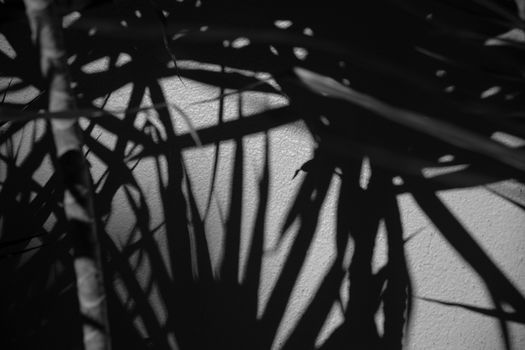 Klares Design mit Schatten & Schwarz – Minimalistisch (von Jess Loiterton, 9000×6000, #6390643)