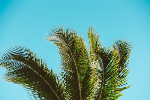 A Palm Tree with a Blue Sky in the Background
