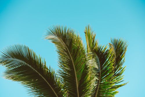 Free Vibrant green palm leaves set against a bright blue sky epitomizing summer vibes. Stock Photo
