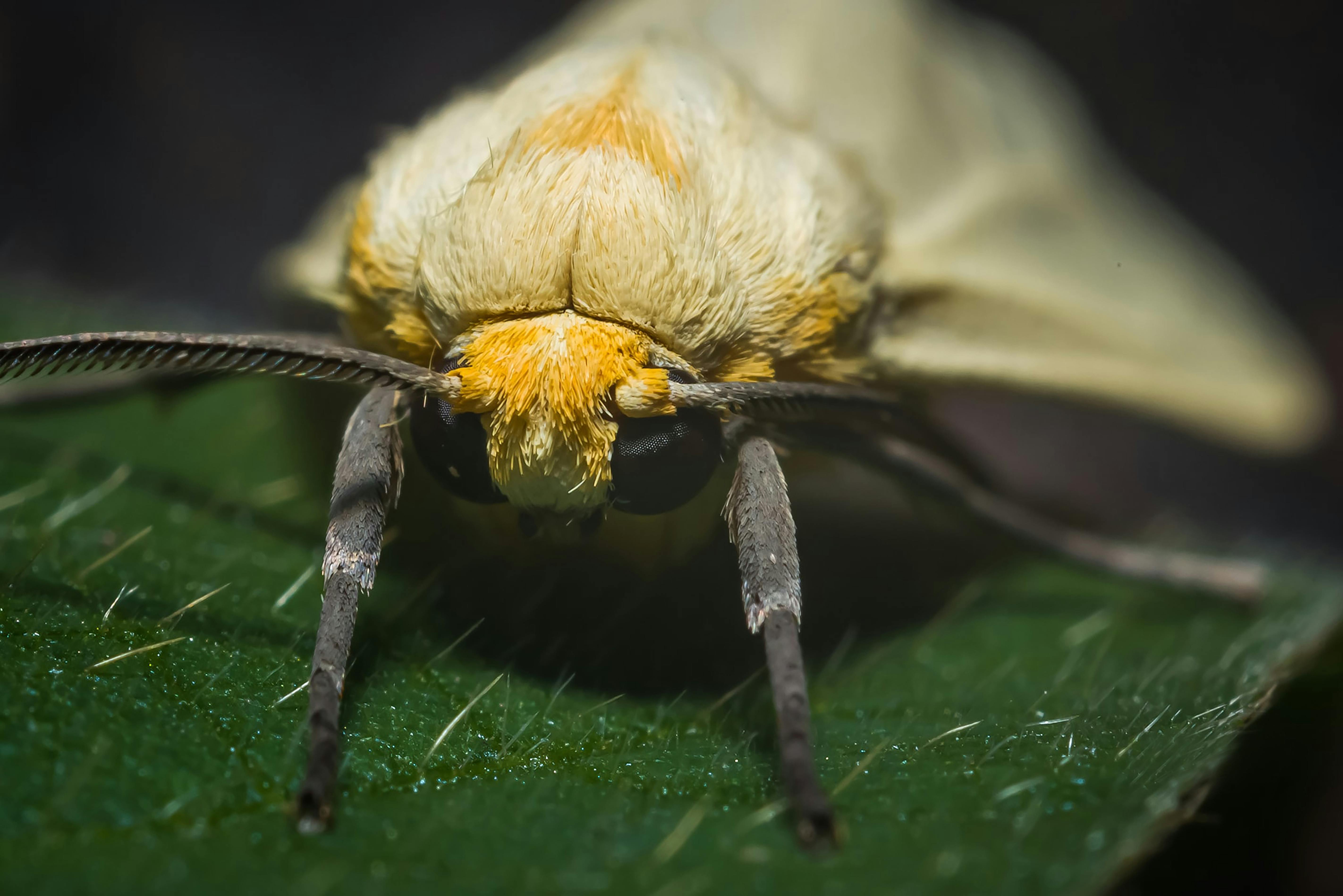 What is the best natural moth repellent?