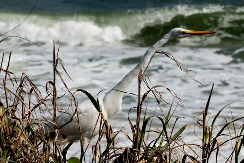 Free Majestic Great Egret (Ardea alba) amidst tall grass at Flagler Beach, FL with ocean waves in the background. Stock Photo