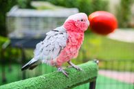 Pink Bird in Close Up Photography