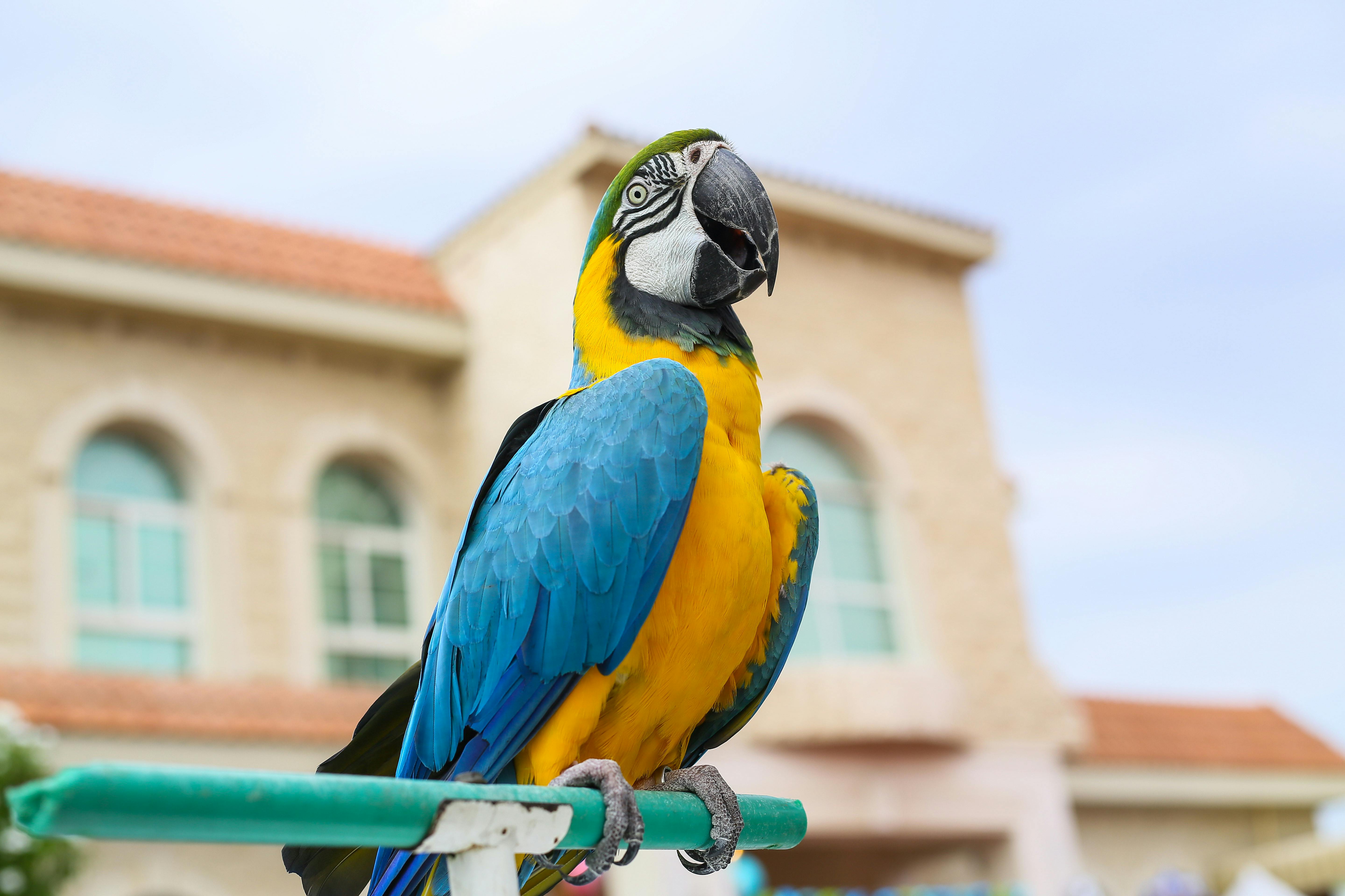 Dog owner participating in a pet competition in a Dubai park