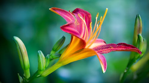 Roze En Gele Leliebloem In Close Upfoto