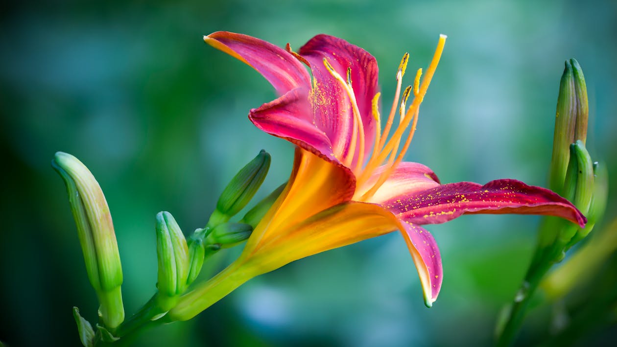 Hoa Lily Màu Hồng Và Vàng Trong hình họa Chụp Cận Cảnh