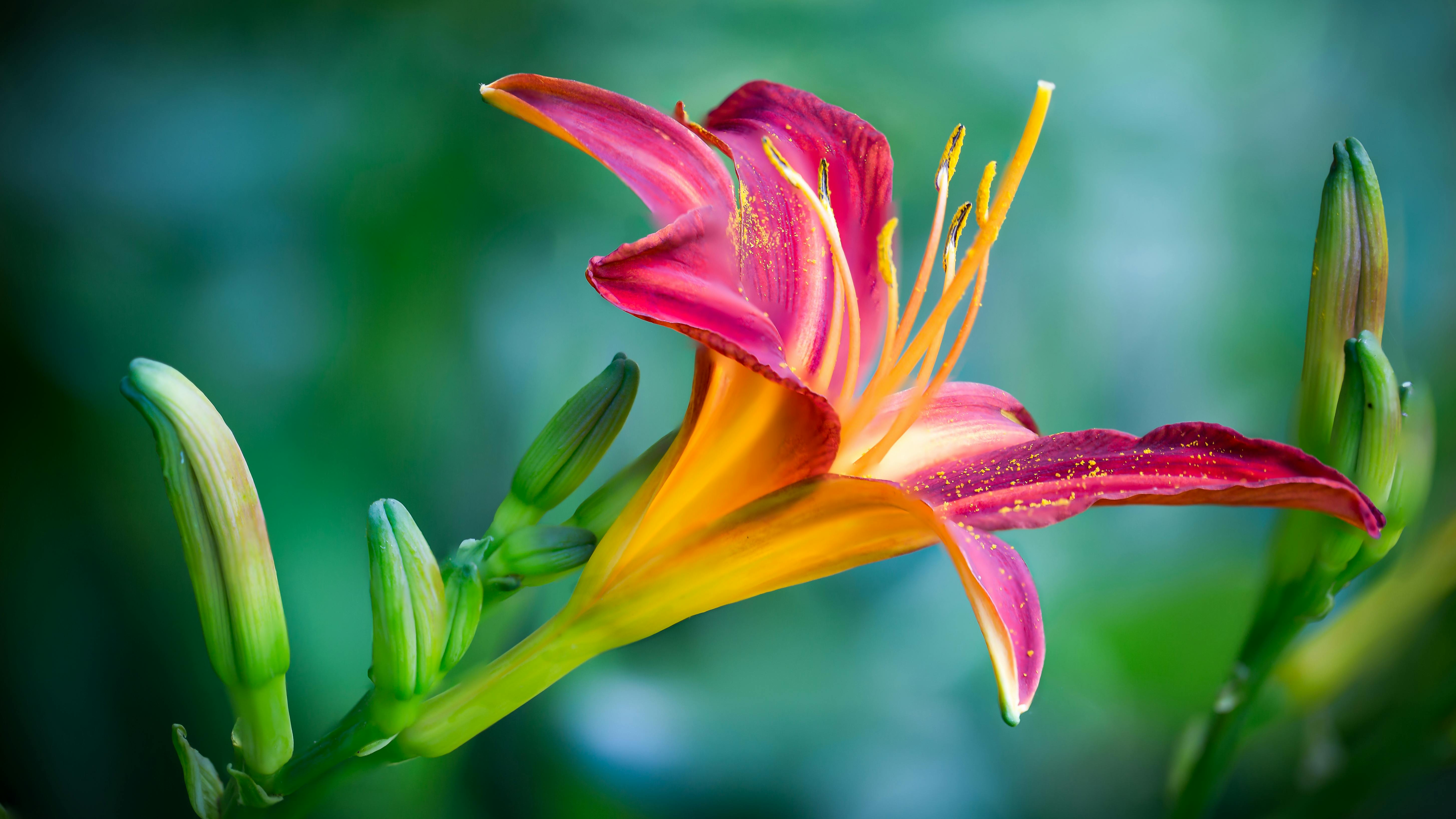 Pink and Yellow Lily Flower in Closeup Photo u00b7 Free Stock Photo