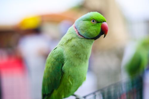 Free Vivid close-up of a green Indian Ringneck Parakeet perched outdoors in Dubai. Stock Photo