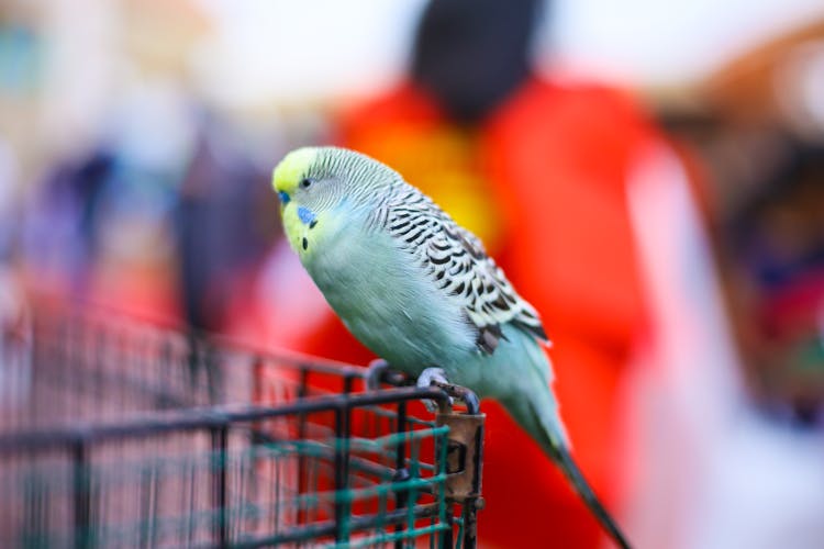 Cute Budgie Sitting At Large On Metallic Basket