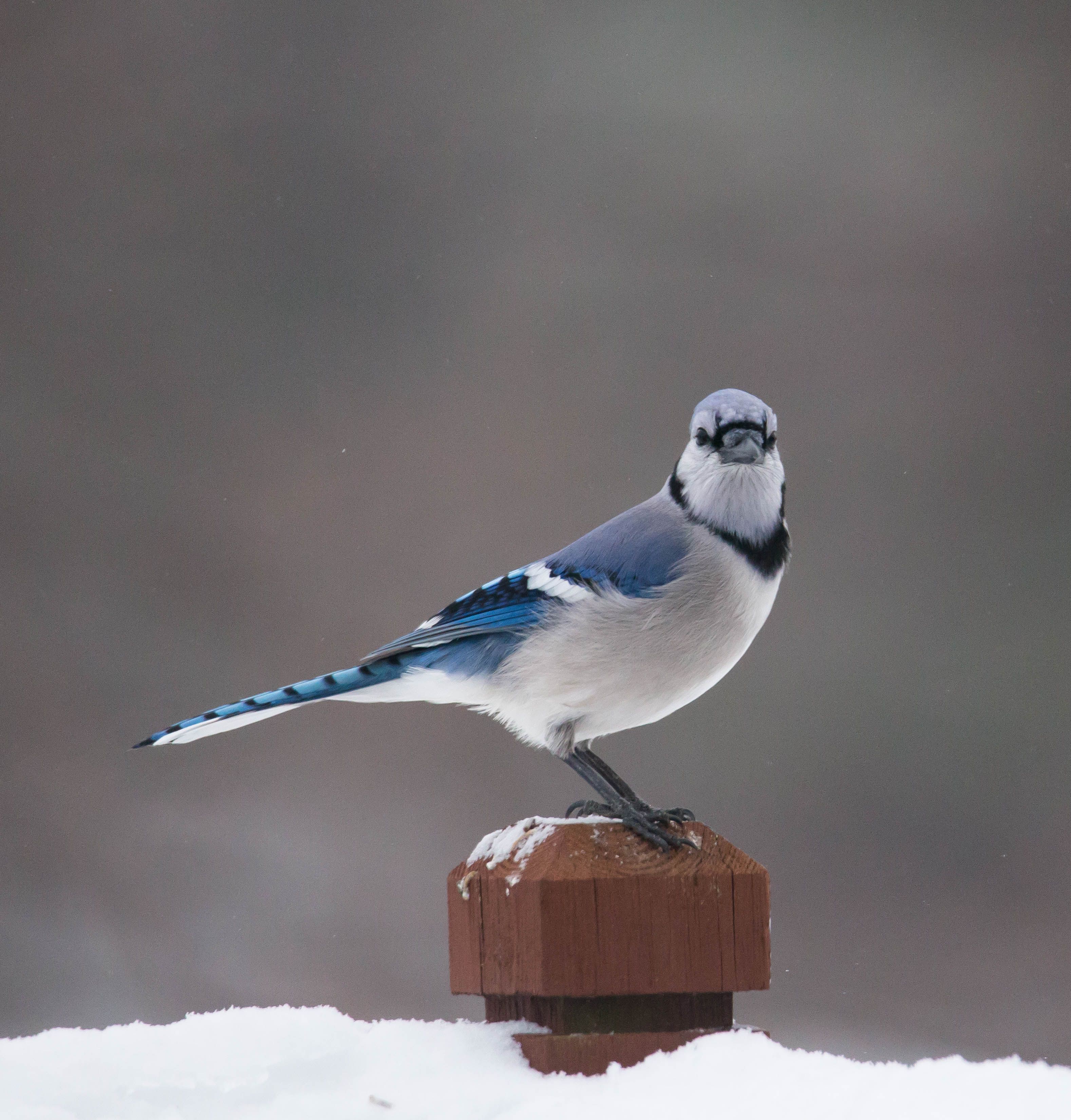 A vibrant blue jay perched on a snow-covered wooden post in a winter landscape.