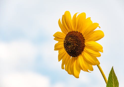 Delicate sunflower against cloudy blue sky