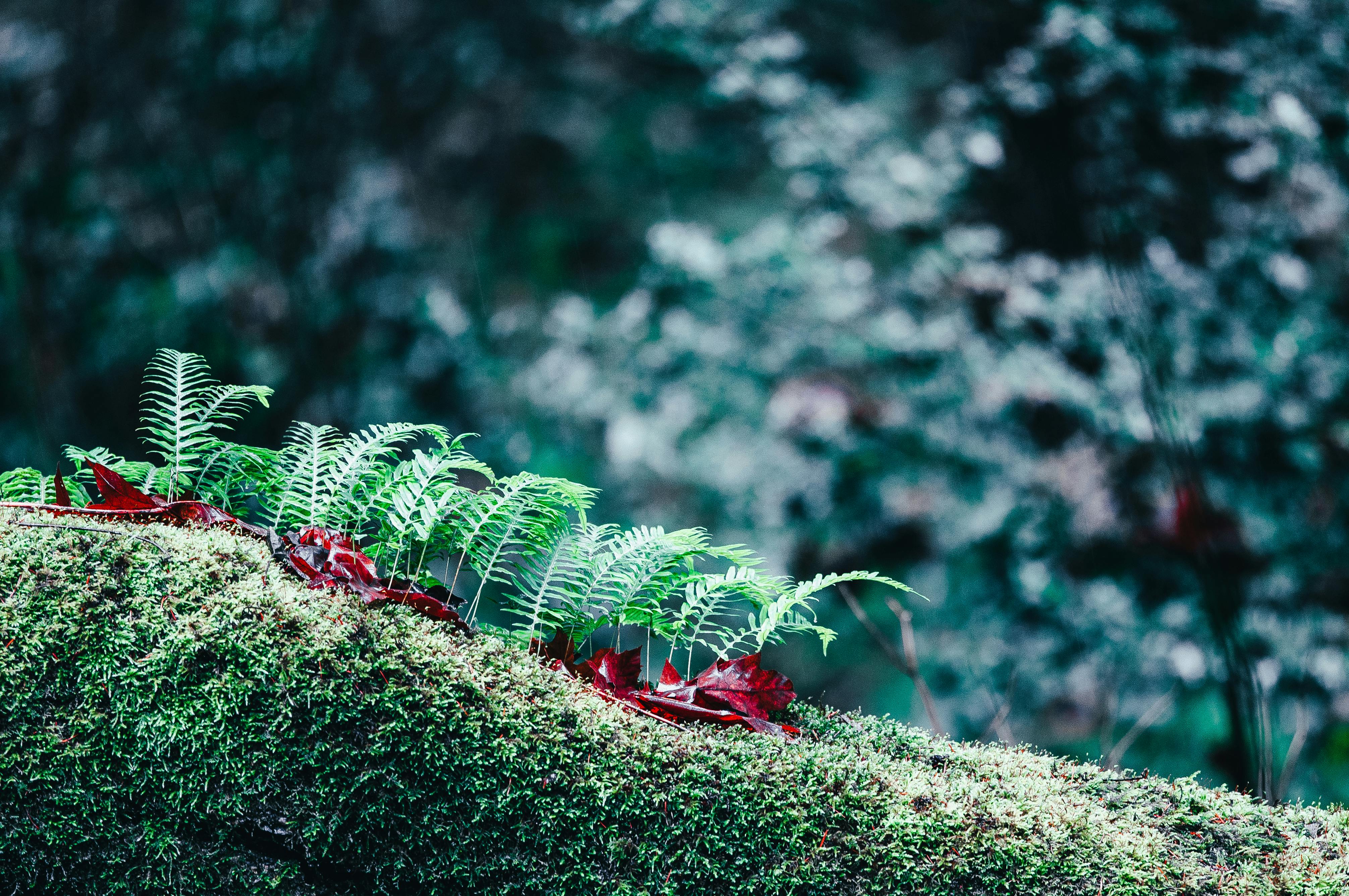 The Conservatives’ green shoots of recovery are clear. Judge us by what we do next — Photo by Brett Sayles on Pexels