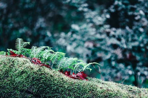 Small gentle fern leaves growing on grassy ground in lush green forest in daytime