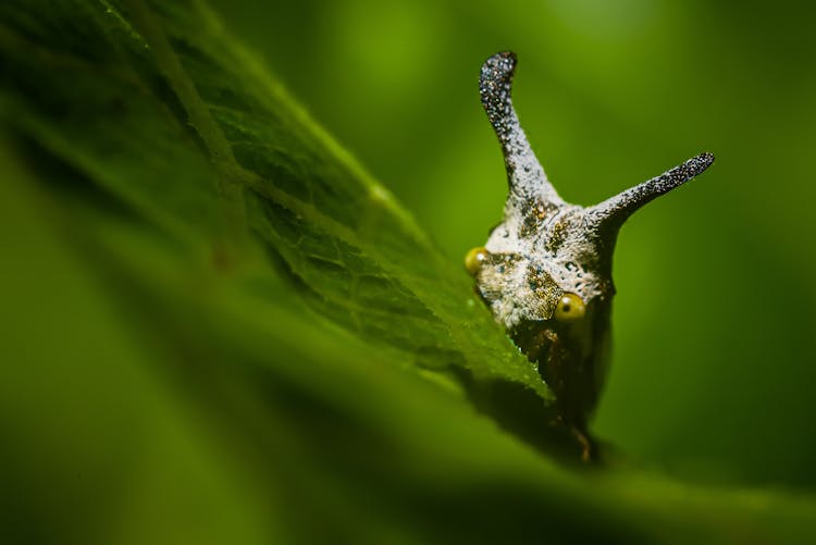 Head Of Snail Looking From Behind Green Leaf