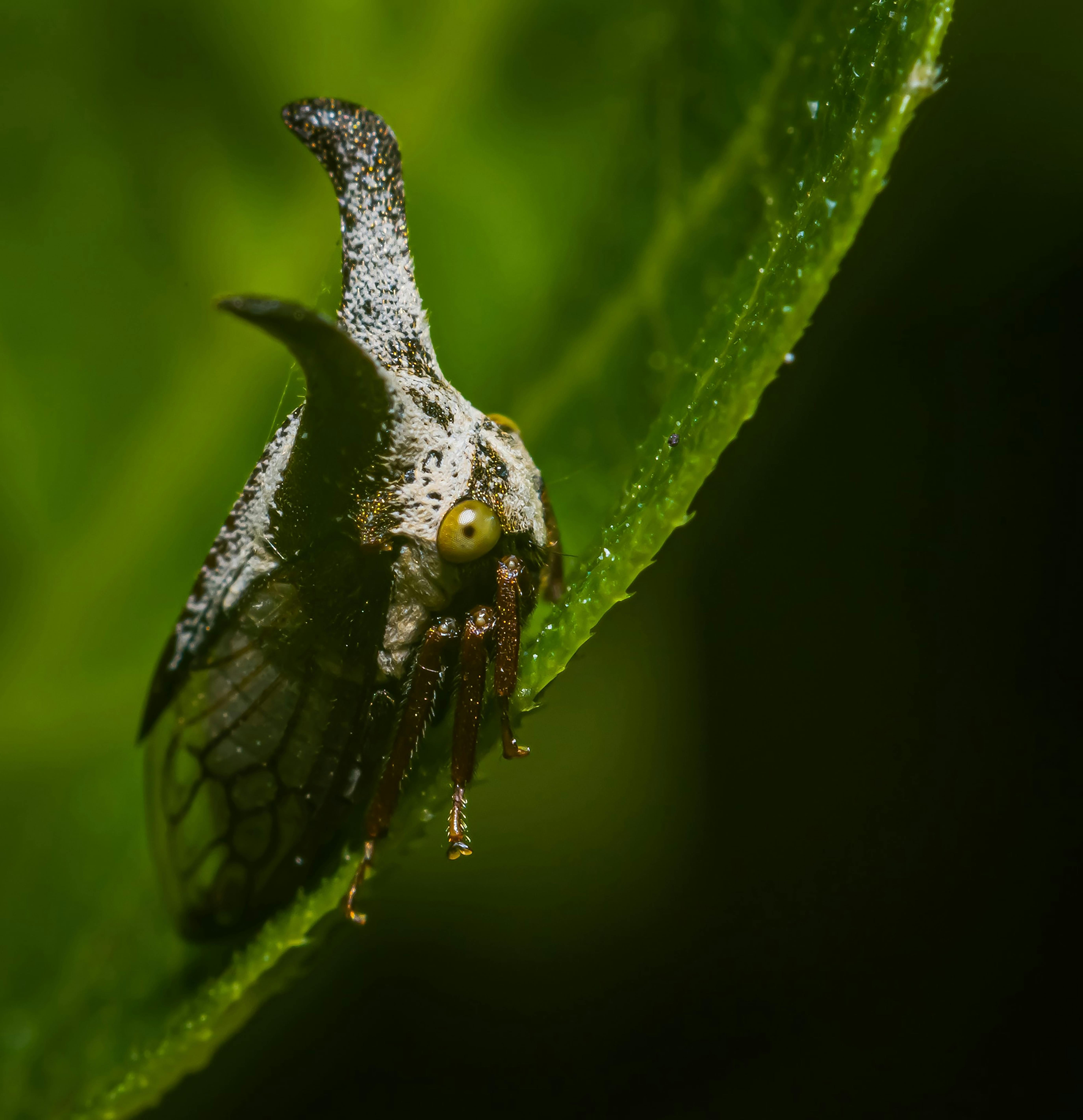 Gratuit Papillon Noir Et Blanc Sur Feuille Verte Photos